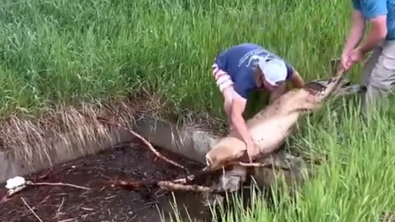 Kind people rescue a deer who was stucked in mud