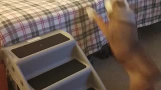 Bulldog Takes The Hard Way Up the Bed