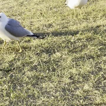 Seagulls climbing