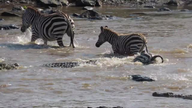 CROCODILE BREAKS ZEBRA JAW IN THE JUNGLE (STRONG SCENES +18)