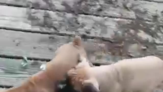 Puppy_Litter_Hilariously_Follow_Broom_Around