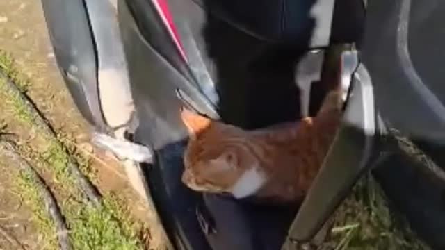 FUNNY CAT DELIVERY MAN❤️JAMI CAT 😍 #4