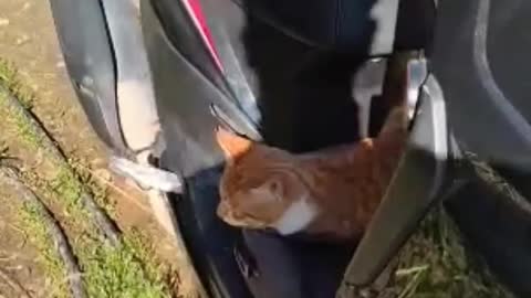 FUNNY CAT DELIVERY MAN❤️JAMI CAT 😍 #4