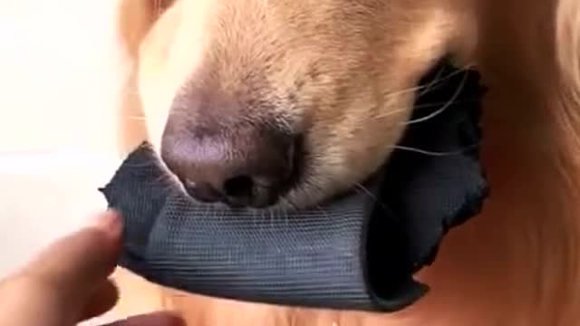 The culprit makes your house no more slippers