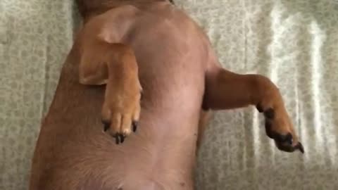 Small puppy making funny face and staying completely still while owner films