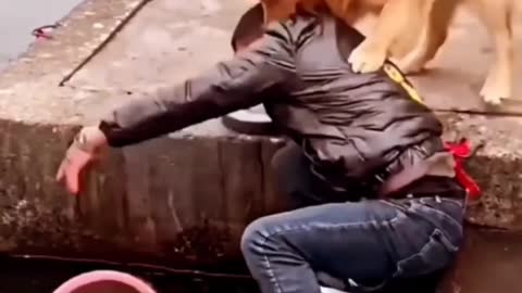 Dog saving fish
