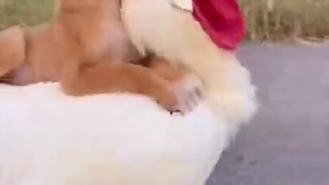 Cute Animals | Funny Animal Videos | Cute Animal Videos | So Cute Dog