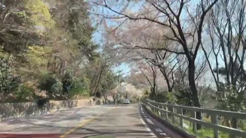 Cherry blossom viewing on the coastal road