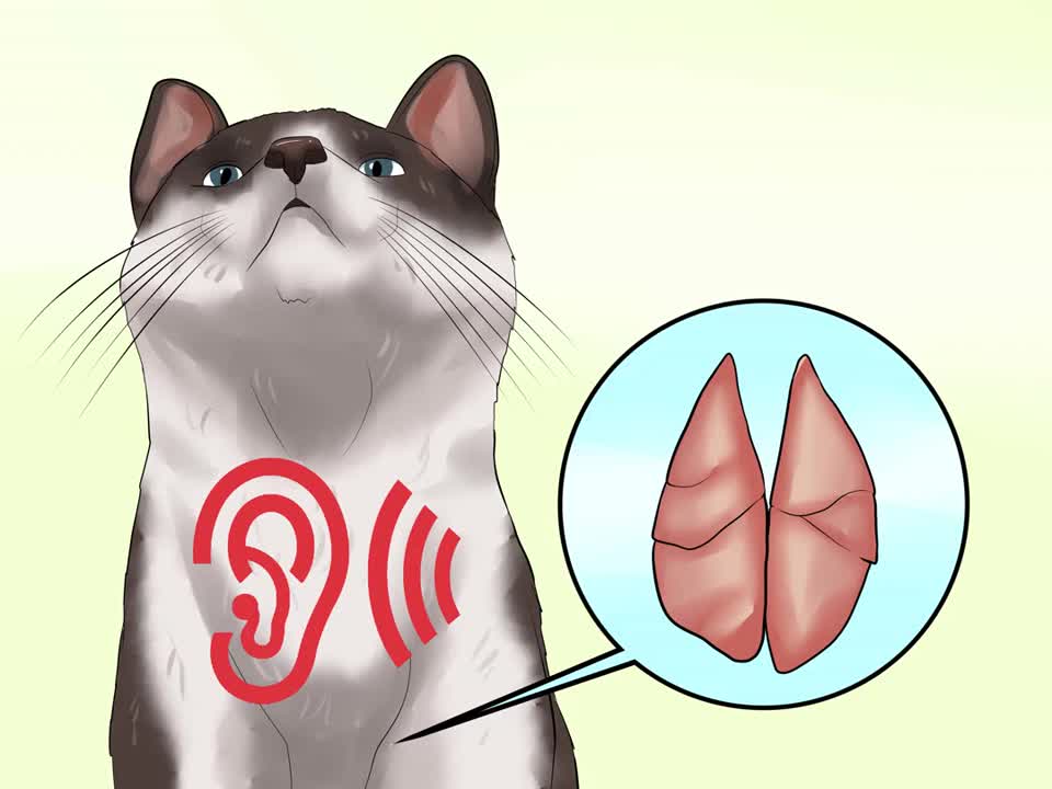 How to Detect Kitten URI or Pneumonia in your Cat