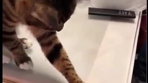 😀Funny Cat🐱 Funny cat video | All off funny cats