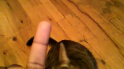 Cat getting mad at a middle finger