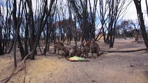 Remembering Kangaroo Island_s bushfires