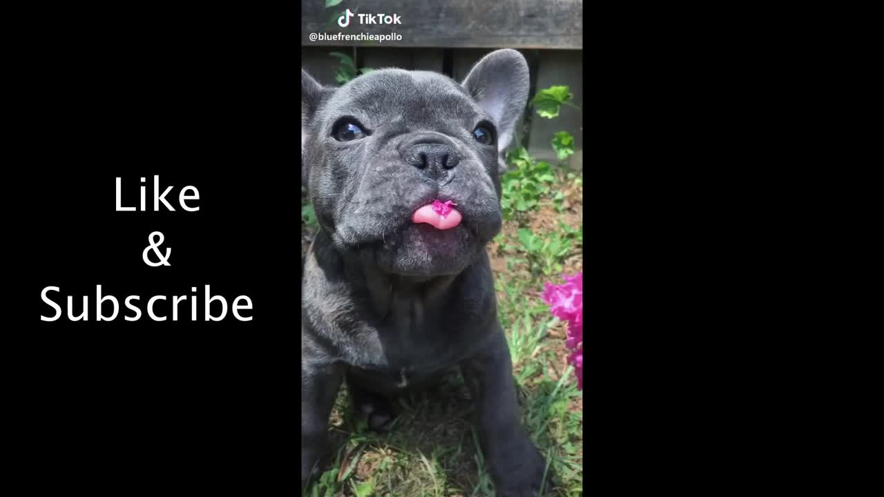 Funniest Dogs on Tik-Tok! <3