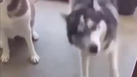 Husky dance