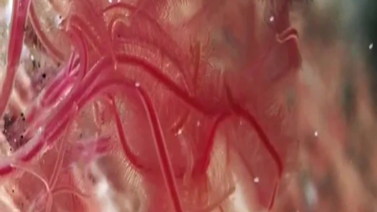 Bizarre Ocean Creatures You Wont Believe Exist Meet the Zombie Worms