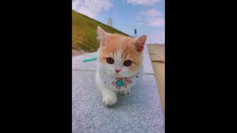 Cats 😻 Funny Pet Animal 😇 FUNNY Animal Moments