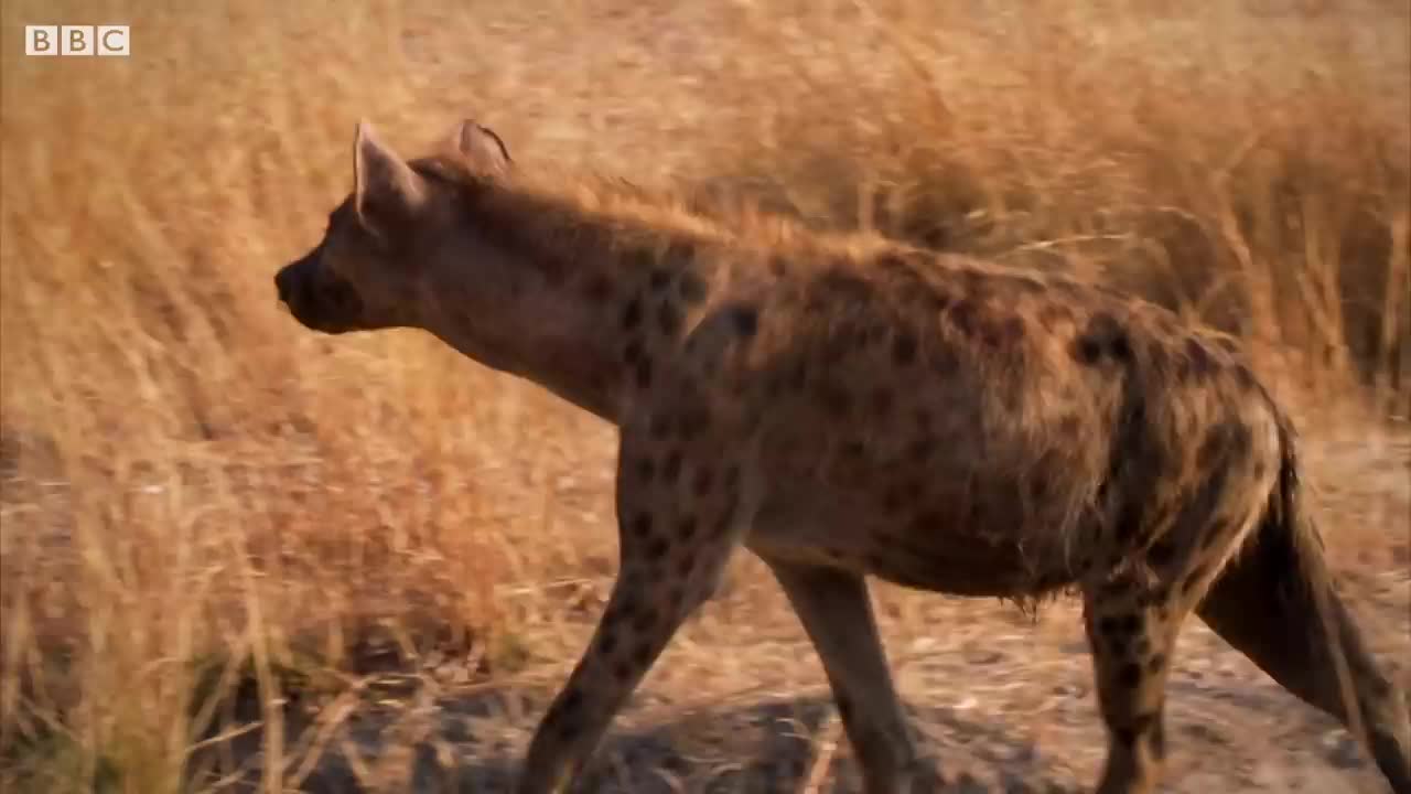 Eternal Adversaries: Lions and Hyenas | BBC Earth