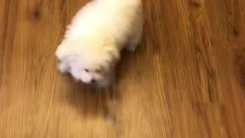 cute puppy running, Korea