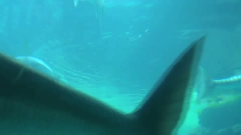 Barracuda and Fish Swimming Near Surface