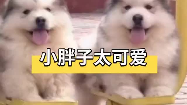 Cute fat dogs