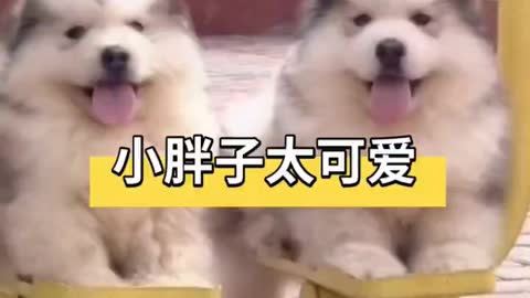 Cute fat dogs