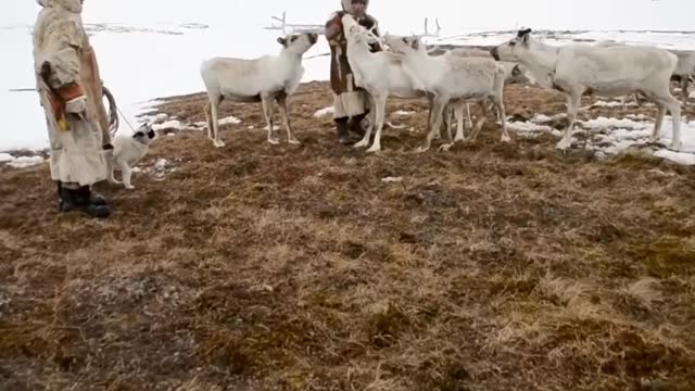 Deer are not averse to eating from the hands of their owners