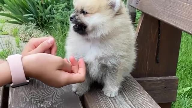 Dog on the table