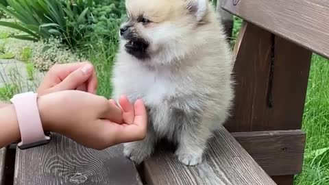 Dog on the table