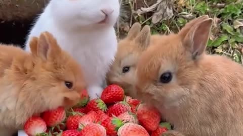 Adorable Bunnies To Make Your Day! 🐇🥺