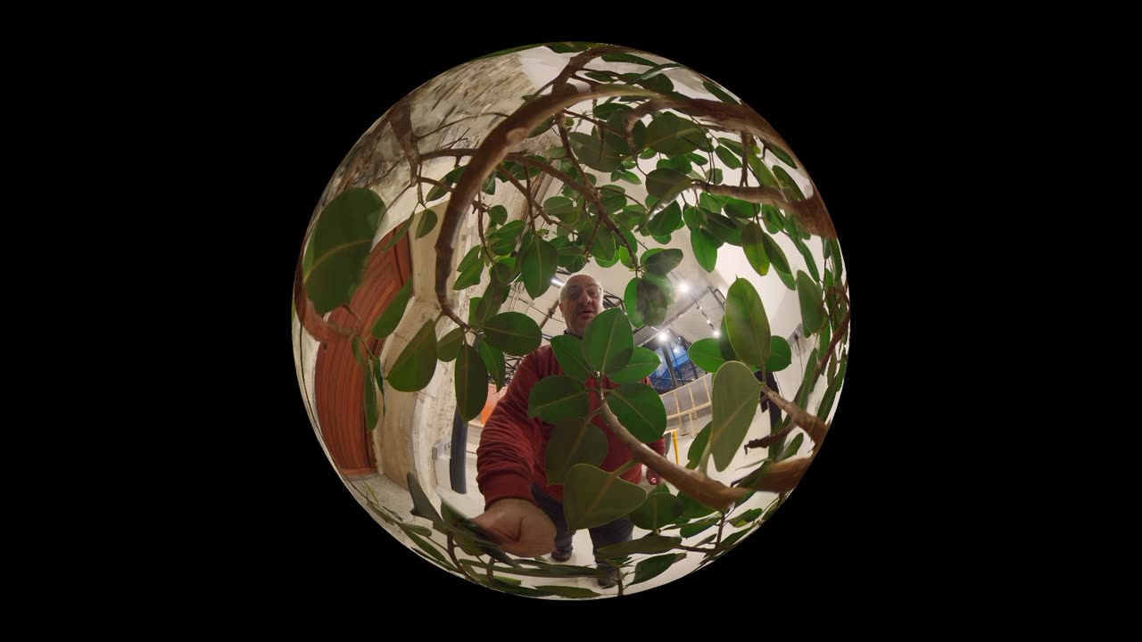 This is Robert's very first use of a 360 camera: I play David Bellamy the botanist