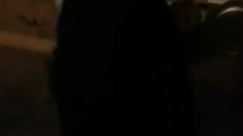 Roxie eating whipped cream!