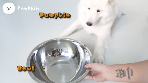 A big surprise for Samoyed: a large pack of pet feed