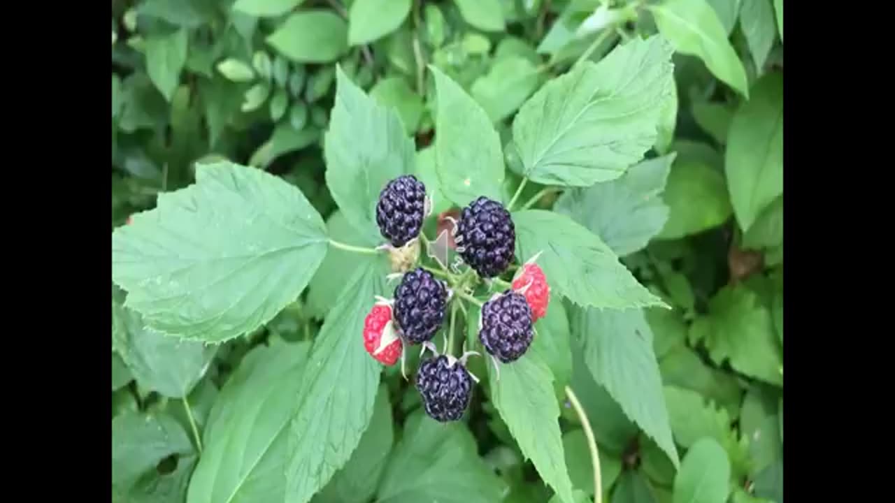 Momento Malum Today Episode 116 Black Raspberry Genetics