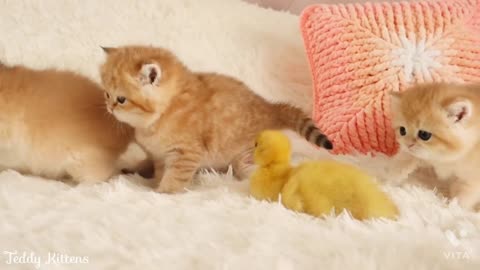 Cat !! Duck