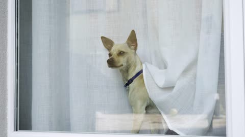 Watch This Beautiful Little Puppy Staring From the Window!