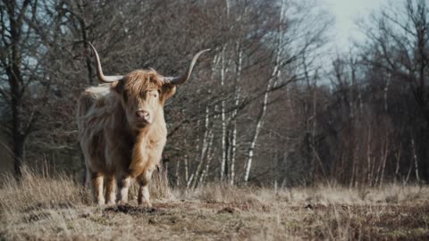 Highland Cows Cows Cattle Scotland Livestock HQ