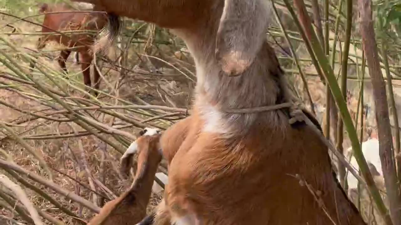 beautiful clip with cute goat7