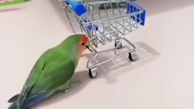 Parrot playing in home || beautiful Parrot