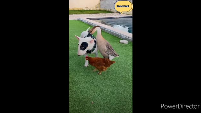 funny relation of dog👻👻 duck🐔🐔 & Chicken🦃🦃