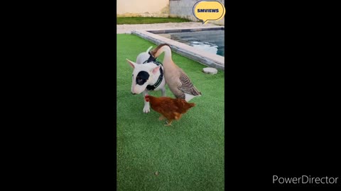 funny relation of dog👻👻 duck🐔🐔 & Chicken🦃🦃