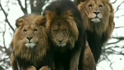 The power look lions