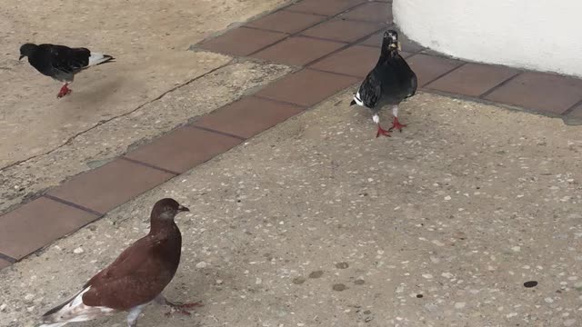 Puerto Rico dove