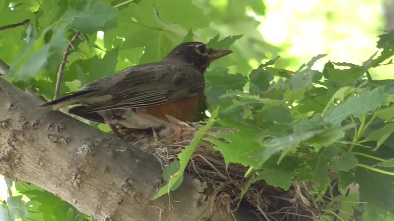 12 Toussaint Wildlife - Oak Harbor Ohio