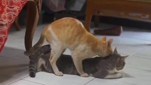 A female cat and a male mates and fights