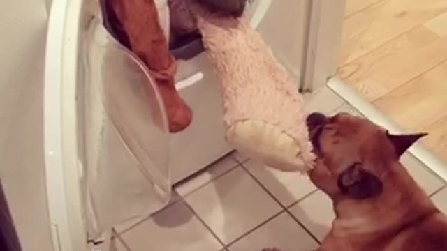 Bulldog saving his bulldog