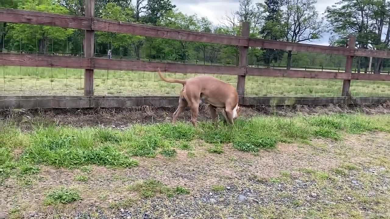 Pitbull showing his colors at the park