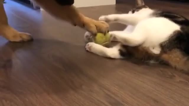 Dog and cat fanny video Compilation