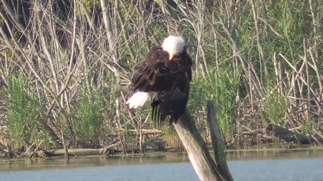 320 Toussaint Wildlife - Oak Harbor Ohio - Eagle Decides To Watch Me