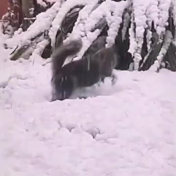 Funny Animal | Best of cute cats discovering and playing in snow.