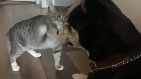 When cat being rude with my Dog